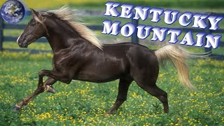 TOP Beautiful Kentucky Mountain Saddle Horse in the World [upl. by Aihsotan348]