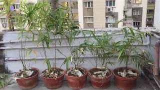 how to plant buddha belly bamboos bambusa ventricosa [upl. by Cohlier]