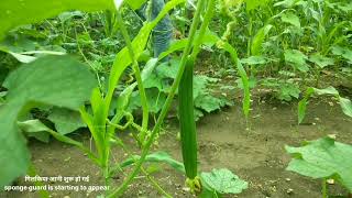 सब्जियां बोने से कटाई तक का पूरा विडियो  Full video of 1 month of sowing and harvesting vegetables [upl. by Yrtnej]