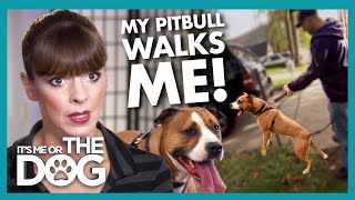 Overstimulated Pitbull Pulls Owners around the Neighbourhood  Its Me or The Dog [upl. by Varhol]