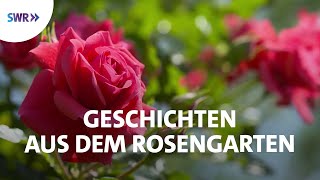 Faszinierende Welt der Rosen  SWR Doku [upl. by Ahsiki]