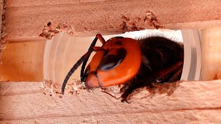 What Materials Can Withstand the Powerful Bite of Giant Hornets to Save the Bees [upl. by Llecrep]