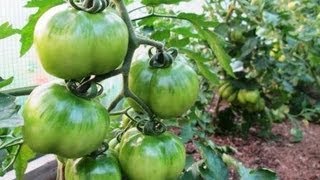 10 Terrific Tomato Growing Tips  Growing PERFECT Tomatoes at Home [upl. by Alane]