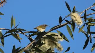 Brown Honeyeater 76 [upl. by Bajaj549]