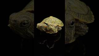 Two Headed Turtle Update‼️ Part 3 [upl. by Hulbig]