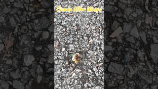 Cicada killer wasps  backyardwildlife  eastern cicada killer  bees  wildlife  backyard  insect [upl. by Releehw]