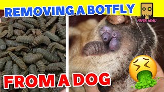 bot fly botfly treatment botfly larvae removalbotfly dogbotfly removabotfly [upl. by Annerb]