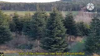 Tour of the Christmas trees farm at Drumsmittal [upl. by Ayerim912]