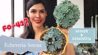 Echeveria Setosa Deminuta VS Echeveria setosa Minor ¿Cuál es la verdadera FO42 [upl. by Yarezed]