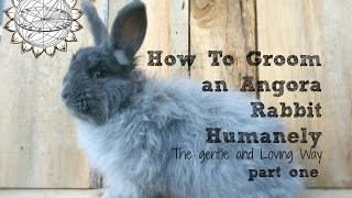 How to Groom an Angora Rabbit [upl. by Ketty]