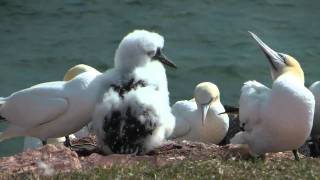 Basstölpel auf Helgoland [upl. by Tnomed90]