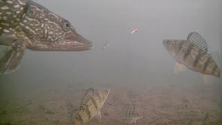 Early Ice Perch Frenzy with Marcum Pursuit HD L [upl. by Tnilc]