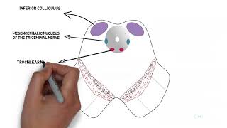 Midbrain at the level of inferior colliculus Quick review [upl. by Ailen242]