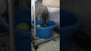 Raccoon Washing Food in Water [upl. by Haroved15]