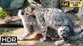 【4K HDR】ユキヒョウの交尾・赤ちゃん誕生への期待 Snow Leopard mating【今日もほっこり王子動物園】2021911 [upl. by Michal934]