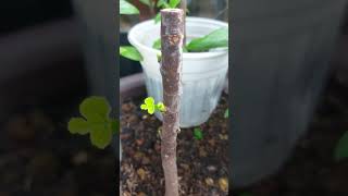 The Growth Journey of Fig Trees The Joy of Planting  Episode 110 [upl. by Nylloc]