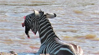 Crocodiles Bite The Face Off Zebra While Crossing Mara River on a Safari in Kenya [upl. by Demha]