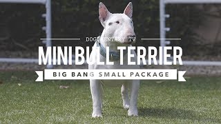 ALL ABOUT MINIATURE BULL TERRIERS CUTE AND POWERFUL [upl. by Lisetta891]