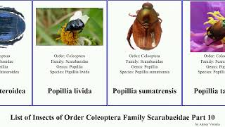 List of Insects of Order Coleoptera Family Scarabaeidae Part 10 protaetia phanaeus popillia demon [upl. by Mortimer]