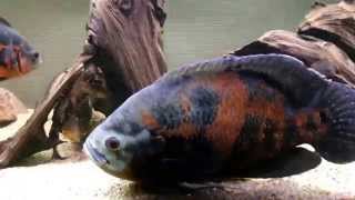 Introducing giant oscar cichlid to tank [upl. by Irb]