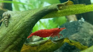 Low tech planted aquarium setup short video neno shrimp tank planted tank setup [upl. by Liuqnoj]