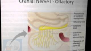 Cranial Nerves 1 of 12 Olfactory Nerve  Head and Neck Anatomy 101 [upl. by Hickie428]