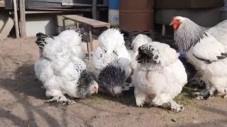 brahma chicken  brahma chicken farming  brahma chicken breed 🐔🐔💥💥💥 [upl. by Ayifa]