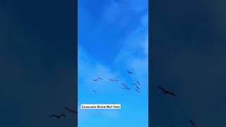 Cormorants flying high at Mori point California nature birdslover [upl. by Auj766]