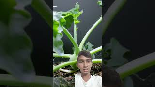 kohlrabi plant time lapse  kohlrabi plant  turnip plant  timeslapse gardening shorts [upl. by Starla]