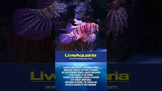 Volitan Lionfish Colored  Pterois volitans shorts liveaquaria [upl. by Eissac]