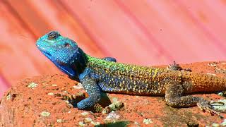 South African Agama Atra Blue Head Lizard [upl. by Gadmann]