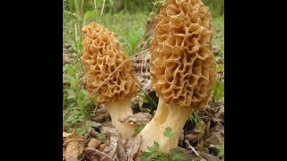 The 2016 Morel Mushroom Season Begins [upl. by Ehpotsirhc]