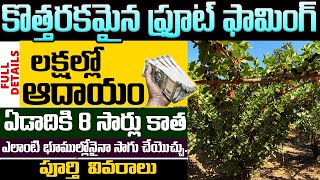 కోట్లు కురిపించే సరికొత్త ఫామింగ్  Mulberry Fruit Farming Business In Telugu  moneyfactorytelugu [upl. by Parette]