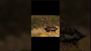 Buzzard vs red kiteBritishOrangutan123 buzzard redkite [upl. by Enitsirhk]