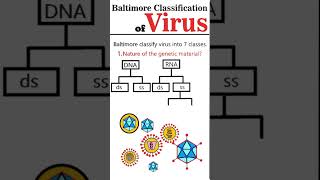 Baltimore Virus Classification Part 1 [upl. by Camroc549]