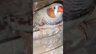 finch baby 😍subscribe trending viral [upl. by Reginauld]