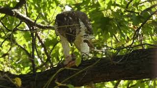 Red tailed Hawk eating [upl. by Lucas870]