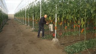 ASEarthworms work for farmers recycling the vegetable waste generated in Almería’s greenhouses [upl. by Ailimat796]