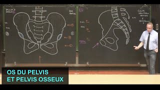 Anatomie des os du pelvis et pelvis osseux Pelvis 1 [upl. by Ydderf]