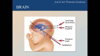 Ultrasound Training Course 05 part 1 [upl. by Elinore]