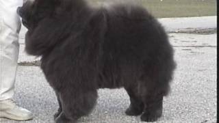 The Chow Chows Stilted Gait [upl. by Payne]