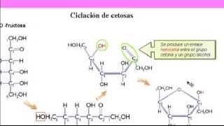 Bioquímica Carbohidratos [upl. by Ysteb]