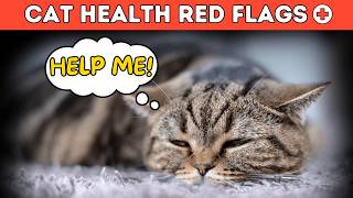 Cat Health Red Flags  When to Worry About Your [upl. by Ernaldus339]