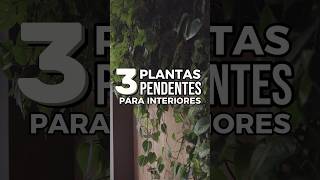 3 ESPÉCIES DE PLANTA PENDENTE PARA INTERIORES  Decore sua casa com essas plantinhas 🌱 [upl. by Pallaten]