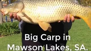 Monster Carp in the Suburbs  Mawson Lakes [upl. by Archy]