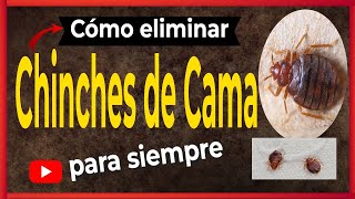 🛑 Elimina Chinches de Cama 7 Consejos Secretos Revelados [upl. by Ellmyer]