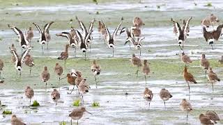 Godwits decide not to fly at the same time [upl. by Rosenfeld621]