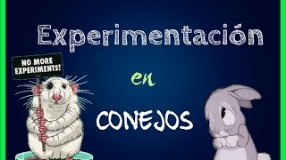 EXPERIMENTACIÓN EN CONEJOS [upl. by Ellsworth]