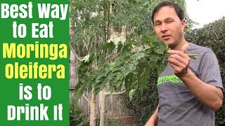 Best Way to Eat Moringa is to Drink It  How to Juice Fresh Moringa Oleifera Leaves [upl. by Anaeed]