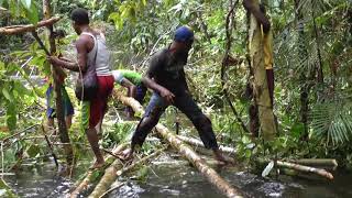 West Papua  Expedition to the Kuruwai Part 2 March through the Rain Forest [upl. by Kisor]